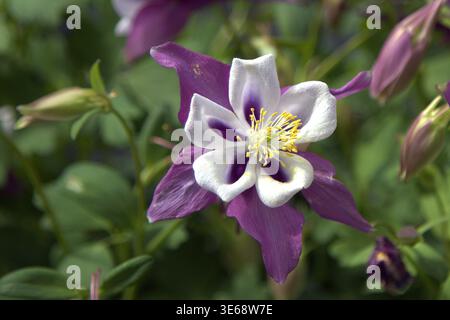Nahaufnahme einer violetten und weißen Kolumbinenblume (Aquilegia 'Kirigami) in voller Blüte und mit ihren einzigartigen Sporenblättern und gelben Stamen. Stockfoto