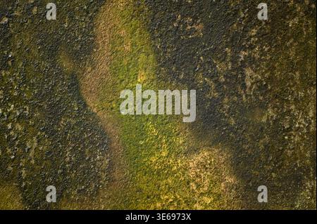 Abstraff Eine Mauer, die mit nassgrünem Moos bedeckt ist Stockfoto