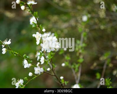 Zarte weiße Blüten eines Obstbaums mit grünen Blättern auf einem unscharfen natürlichen Hintergrund. Sanfter Bokeh-Effekt, saisonales Naturkonzept im Frühling, sonniger Tag.-aufblühende weiße Kirschpflaumenblüten auf einem Zweig im Frühlingssonnenlicht. Hochwertige Fotos Stockfoto