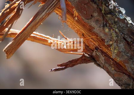 baumsaft, der aus einem abgeschnittenen Baumzweig austritt Stockfoto