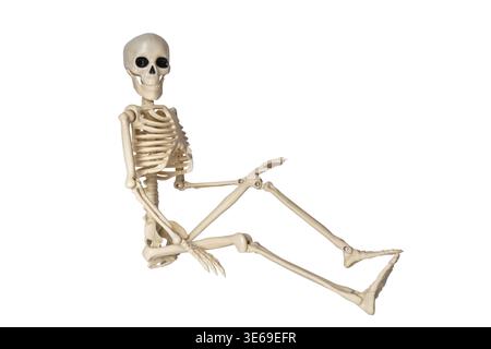 Realistisches menschliches Skelett-Modell in entspannter Position für Bildungszwecke Stockfoto