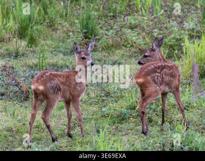 Zwei junge Rehkitze mit gefleckten braunen Mänteln stehen auf einem üppig grünen grasbewachsenen Gebiet, umgeben von natürlicher Vegetation in einer britischen Tierwelt während der Dayli Stockfoto