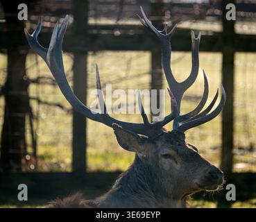 Ein männlicher Hirsch mit großen Geweihen steht ruhig im natürlichen Licht und hebt die Textur seines Fells und Geweihs vor einem unscharfen Hintergrund mit Wald hervor Stockfoto