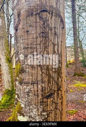 Alkoholfluß oder schleimflußsaft aus einem Baum durch bakterielle Infektion. Der Druckaufbau führt dazu, dass der fermentierte sap durchgedrückt wird Stockfoto