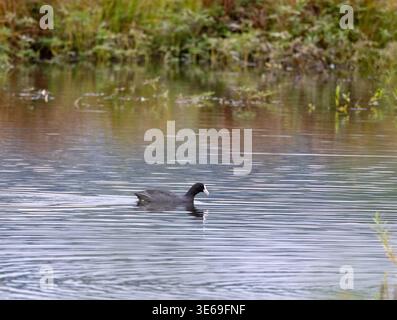 Ein einzelner Kot gleitet über einen ruhigen Teich, umgeben von natürlichem Grün in einer britischen Landschaft. Das ruhige Wasser spiegelt die üppige Vegetation wider, illu Stockfoto
