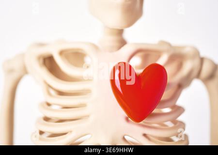 Anatomisches Modell mit Skelett mit Herzsymbol am Brustkorb, das die menschliche Anatomie veranschaulicht Stockfoto