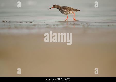 Gemeiner Rotschenkel (Tringa totanus), Spaziergang am nassen Sandstrand, Reflexion im flachen Wasser, Öland, Schweden, Frühling Stockfoto