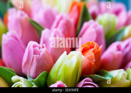 Blumen in Nahaufnahme mit verschiedenen Farben und Blütenblättern im Frühling Stockfoto