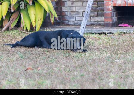 Schwarzer labrador ruht auf trockenem Gras im Garten Stockfoto
