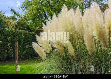 Eine üppige Ansammlung von gefiederten, cremefarbenen Pampas-Grasfedern schweben anmutig über langen, schlanken grünen Blättern in einem Garten. Stockfoto