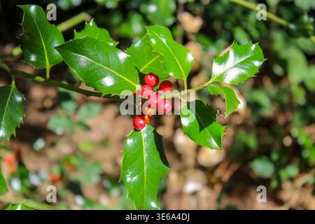 Eine Nahaufnahme eines lebendigen stechpalmenzweigs mit glänzenden, scharfkantigen grünen Blättern und einer Ansammlung leuchtend roter Beeren vor einem weichen, verschwommenen Wald. Stockfoto