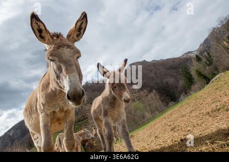 Zwei Esel schauen in einer ländlichen Landschaft genau auf die Kamera Stockfoto