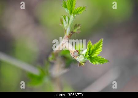Leuchtend grüne, junge Himbeerblätter, die im Frühjahr aus einem Holzstamm wachsen, signalisieren ein neues saisonales Wachstum. Stockfoto