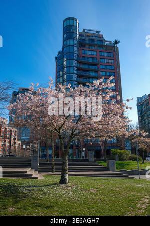Eine Kirschblüte vor einer Wohnung in David Lam Park, Yaletown, Vancouver, BC. Stockfoto