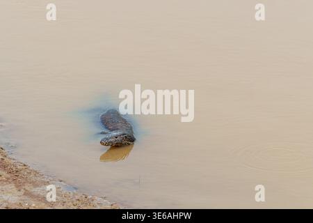 Kinabatangan River, Sabah, Malaysia – 28. September 2025: Eine Warane schwimmt im schlammigen Flusswasser in der Nähe des Ufers. Stockfoto