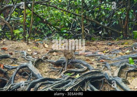 Kinabatangan River, Sabah, Malaysia – 28. September 2025: Ein Langschwanz-Makaken trägt ein Kind, während er zwischen freiliegenden Baumwurzeln sitzt. Stockfoto