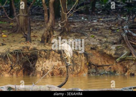 Kinabatangan River, Sabah, Malaysia – 28. September 2025: Ein junger Reiher thront auf einem Ast über matschigem Flusswasser entlang eines erodierten Ufers. Stockfoto