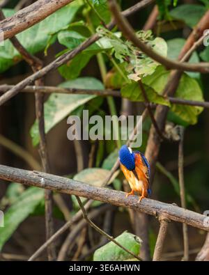 Kinabatangan River, Sabah, Malaysia – 28. September 2025: Ein blauohriger eisvogel thront auf einem Ast zwischen verworrener Vegetation im Wald. Stockfoto