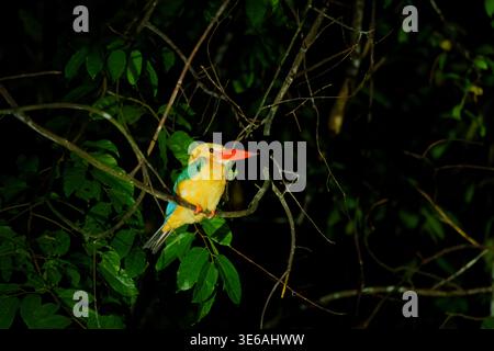 Kinabatangan River, Sabah, Malaysia – 28. September 2025: Ein eisvogel mit Storchschnabel sitzt nachts auf einem Ast im Wald. Stockfoto