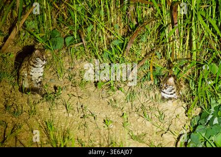 Tabin Wildlife Reserve, Sabah, Malaysia – 1. Oktober 2025: Zwei Leopardenkatzen werden nachts auf einem Feldweg in der Nähe von Waldvegetation gesehen. Stockfoto