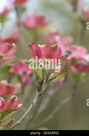 Blühender Hartholz (Cornus florida „Sweetwater“), Deutschland Stockfoto