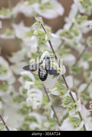 Muskateller Salbei (Salvia sclarea 'Vatican White'), Showgarten, Deutschland Stockfoto