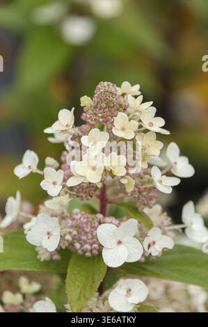 Panicle hydrangea (Hydrangea paniculata 'unique'), BS Saemann, Deutschland Stockfoto