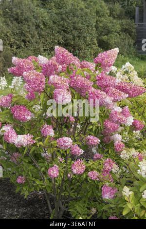 Panicle Hortensie (Hydrangea paniculata VANILLE FRAISE), City Park, Finnland Stockfoto