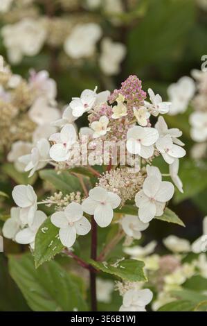 Panicle hydrangea (Hydrangea paniculata 'unique'), BS Saemann, Deutschland Stockfoto