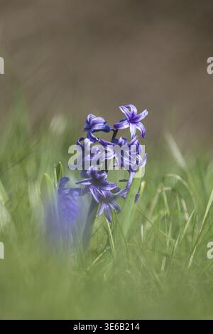 Lila Hyazinthen blühen auf einer Frühlingswiese, farbenfrohe saisonale Blüten als Zeichen des frühen Frühlings. Baden-Württemberg, Deutschland Stockfoto