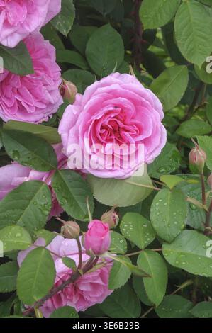 (Rosa GERTRUDE JEKYLL) Stockfoto