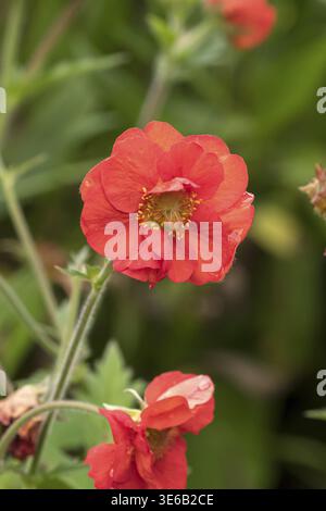 Clovewort (Geum SCARLET TEMPEST), RHS Garden Bridgewater, Großbritannien Stockfoto
