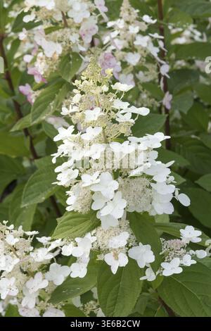 Panicle Hortensie (Hydrangea paniculata „einzigartig“), City Park, Finnland Stockfoto