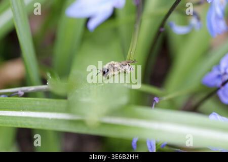 Hosenbiene (Dasypoda hirtipes), männlich, Makro, Deutschland, die Biene ruht auf einem grünen Blatt Stockfoto