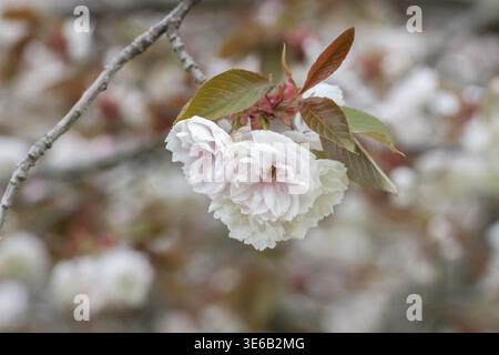 Japanische Kirsche (Prunus serrulata 'Fugenzo'), LLG-Landesanstalt für Landwirte, Deutschland Stockfoto