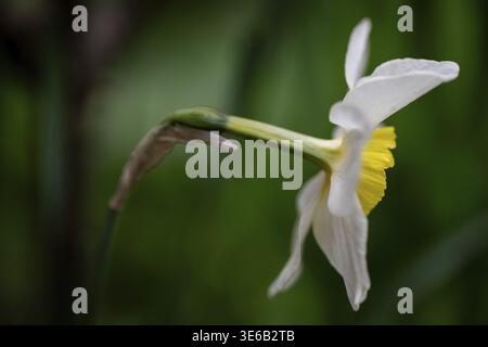 Dichter Narzissen, Narzissen (Narcissus pseudonarcissus), Deutschland Stockfoto