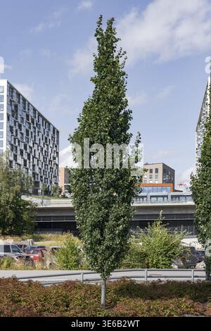 Trembling Pappel (Populus tremula 'Erecta'), Finnland Stockfoto