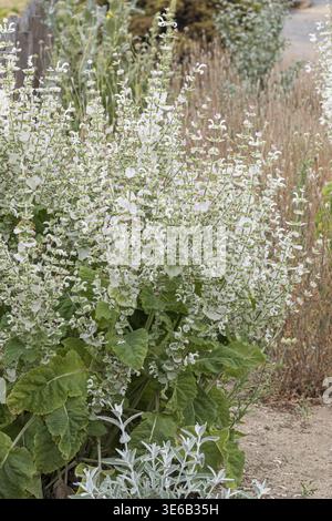 Muskateller Salbei (Salvia sclarea 'Vatican White'), Showgarten, Deutschland Stockfoto