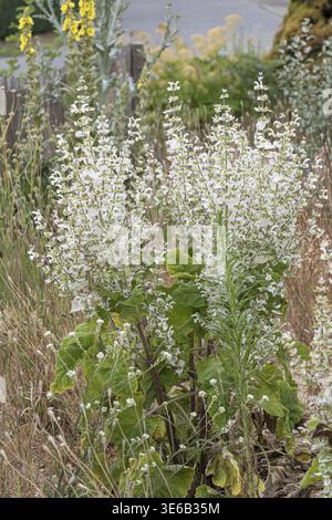Muskateller Salbei (Salvia sclarea 'Vatican White'), Showgarten, Deutschland Stockfoto