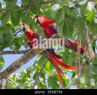 Ein Paar Scharlach-Aras (Ara macao), die in einem Mandeldach im Corcovado-Nationalpark, Costa Rica, pflegen Stockfoto