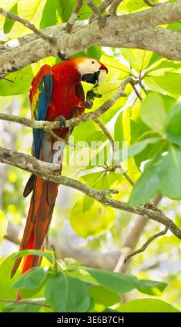 Der scharlachrote Ara (Ara macao) ernährt sich vom Mandelbaum im Corcovado-Nationalpark, Costa Rica Stockfoto