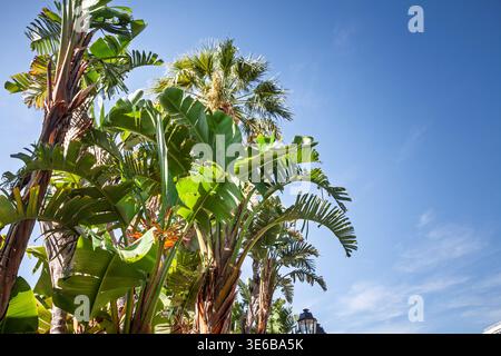 Palmen und Bananenbäume erheben sich vor einem klaren blauen Himmel an der französischen Riviera und zeigen die üppige subtropische Vegetation und die warme mittelmeerküste Stockfoto