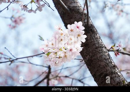 Kirschblüten blühen in voller Blüte in Tokio, Japan Stockfoto