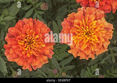 Französischer Ringelblond, „Erdbeerblond“, Tagetes patula Stockfoto