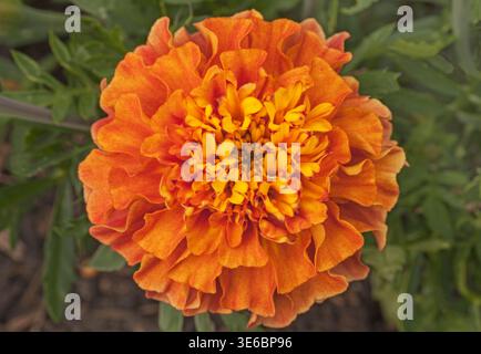 Französischer Ringelblond „Strawberry Blonde“, Tagetes patula Stockfoto