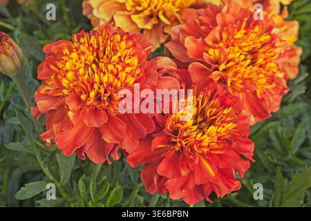 Französischer Ringelblond „Strawberry Blonde“. Tagetes patula Stockfoto