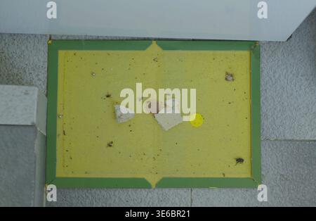 Gelbe Haftfalle mit grünem Rand auf gefliestem Boden, die kleine Insekten und Ablagerungen auffängt und Schmutz und Nutzung in der Nähe eines Wandsockels zeigt. Stockfoto