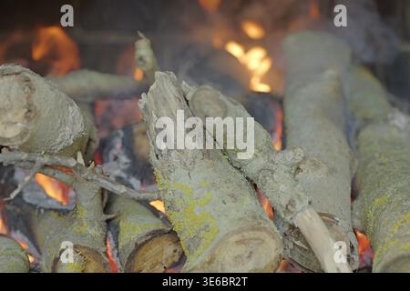 Nahaufnahme von brennenden Holzstämmen mit sichtbaren Flammen, glühender Glut und strukturierter Rinde, die unter natürlichen Bedingungen im Freien mit Moos bedeckt ist Stockfoto