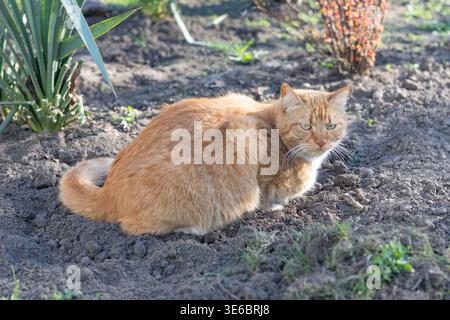 Ingwerkatze sitzt auf Baumstumpf in sonnigem Garten mit natürlichem Hintergrund Stockfoto