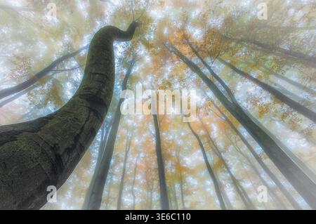 Flacher Blick auf einen gebogenen Baumstamm, der sich in einen nebeligen Herbstwald erhebt. Weiche goldene Blätter und diffuses Licht schaffen eine traumhafte Atmosphäre mit sanfter Note Stockfoto